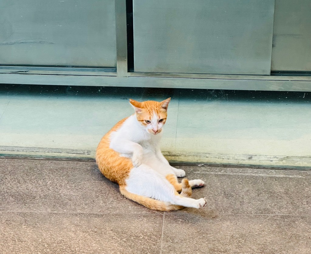 無能是最好的訓練，你慢慢長大我快快變老。遊學尾聲響起。宿霧
