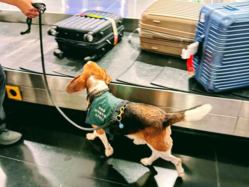 大嬸派遣週記：打狗也要看主人？大嬸搖身一變成為新品種的工作犬